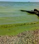 Black Sea Looks Green