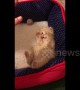 Hands up! Kitten has most adorable reaction to being tickled