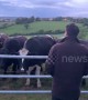 Herd of curious cows flock over and quietly listen to man singing Irish folk ballad