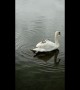 Baby swans get a ride on mum's back in English lake