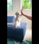 Cool 2-year-old cat gives high fives to his US owner