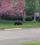 Bear Spotted in Bozeman
