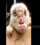 Piglet born with 'elephant-like' face in southwestern China