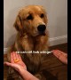 Golden Retriever adorably falls for magic trick