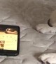 Pup Tries to Help Dogs on Phone