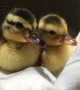 Adorable ducklings fall asleep in a cozy hat