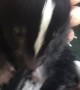 Cute Baby Skunk