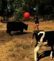 Playful cows run after giant red ball