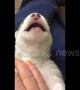 UK husky trying to howl sounds exactly like a baby Chewbacca