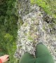 Hawaiian hiker surrounded by stunning scenery tackles nerve-racking narrow ridge