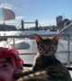 Adorable kitten goes sightseeing in London