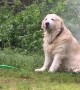 Relaxed Pup Cools Off