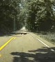 Bear with us! Mama bear and four cubs make driver wait as they dash across US road