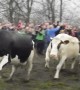 Cows jump for joy during first outing in months