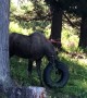 Moose Toys with Tire Swing