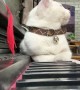 Man Serenades Cat with Sweet Song on Piano