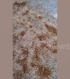 Thousands of winged ants carpet ground after rains