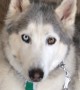 Stubborn Husky argues with owner when it\'s time for a walk