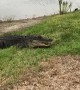 Police Release Gator From Garage