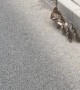Ducks Cause Some Chaos on Russian Road