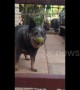 UK pup headbangs to try and remove tennis ball stuck on its nose