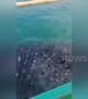 Tourists amazed as whale shark breaches inches from their boat off the Philippines