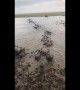 Herd of buffalo form line to wade through flood waters in Thailand