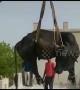 Bull removed from roof of family home with crane