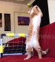Goalkeeper kitty has incredible reflexes and pulls off some amazing saves