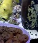 Fish desperately tries to get at cookies through glass of its tank