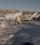 Polar Bear Comes in for Close Up