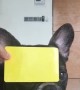 French Bulldog Wants to be a Football Referee