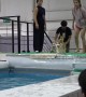 Dog diving diva: Smart Jack Russell dodges effort in event unlike Corgi competitors