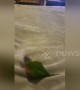 Pet bird plays fetch like a dog with paper ball in Australian home