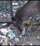 Heartbreaking footage of wild deer munching on plastic-wrapped leftovers