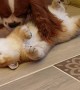 Dog Kisses and Caresses the Cat