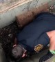 Mother duck waits as officers save ducklings