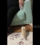 Kitten has an adorable attempt to jump onto a couch in Turkey
