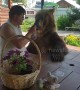Happy bear shares yogurt with his owner in Russia