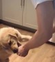 Golden Retriever hilariously \