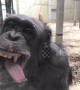Chimp with ridiculously expressive face checks herself out in window