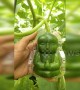 Chinese farmer shows how he makes unqiue baby-shaped cucumbers