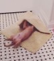 Cute puppy has fun playing with bathroom rug