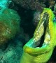 Mouthy Moray Eel