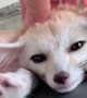 Cute Fox Feels Fine