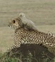 Tiny cheetah cub sits on mum's head to admire the Kenyan savannah