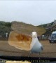 Hungry seagull attempts to eat chips through car window screen