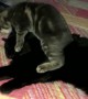 Kitten Makes Bad First Impression on Older Cat