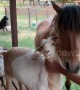 Jealous goat interrupts pony's grooming session at Arizona farm