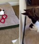 German Shepherd takes action after finding cat sleep in her bed